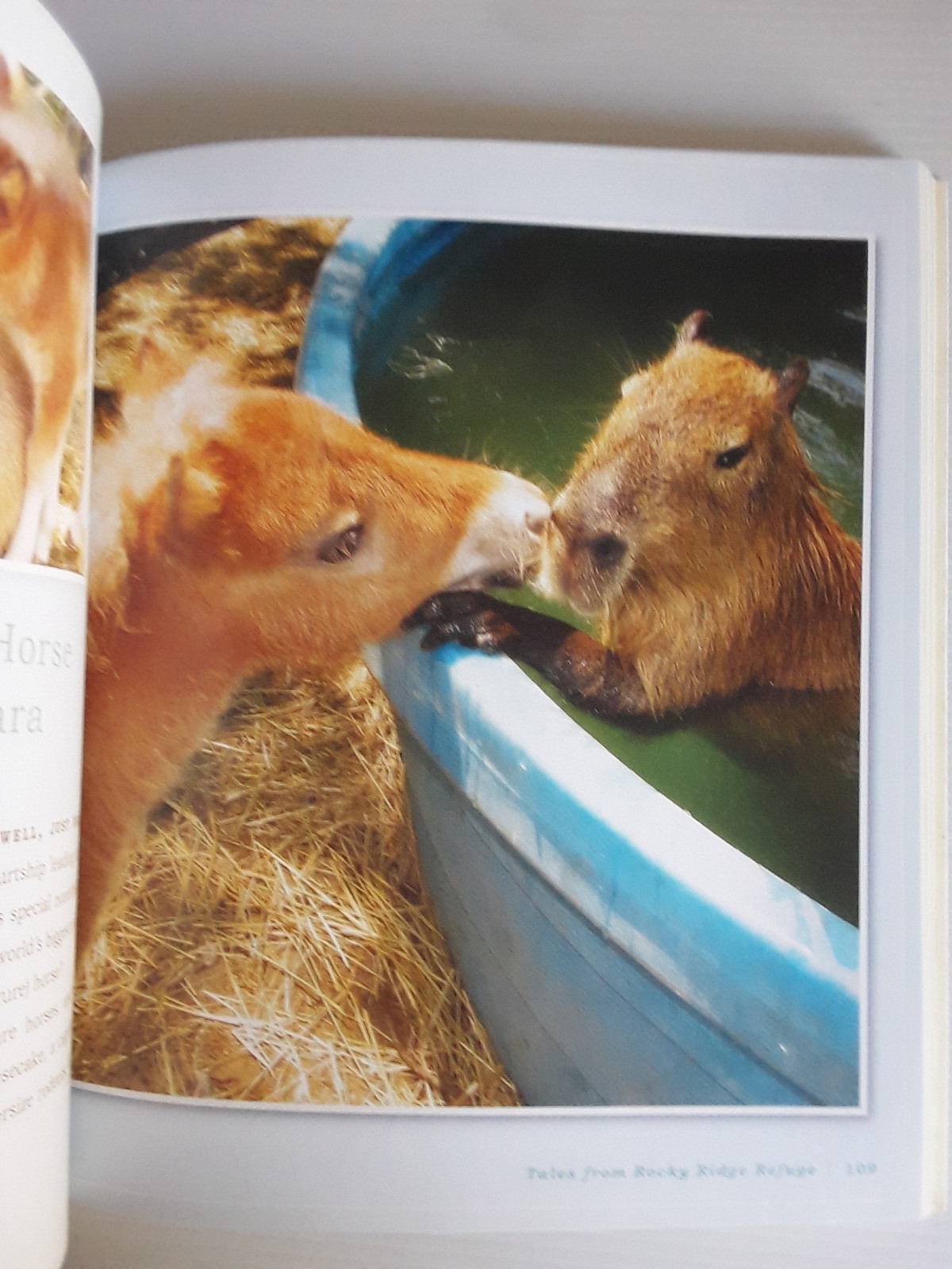 Unlikely Loves By Jennifer S. Holland 43 Heartwarming True Stories Animals Pets