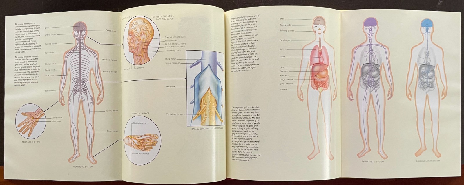 THE HUMAN BODY Complete Set. Vol 1-20. 1985. Torstar. Good Condition