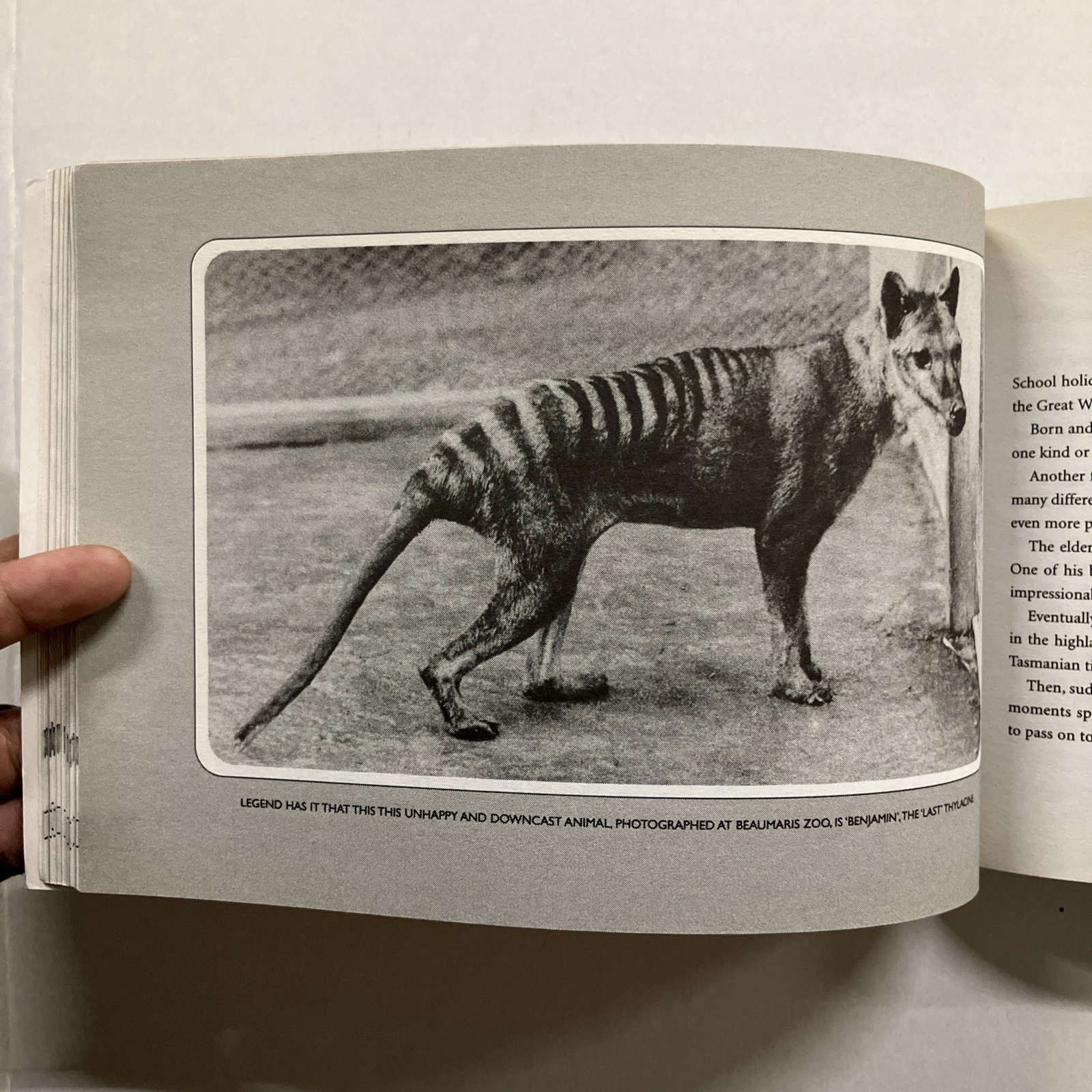 TIGER TALES Stories of the Tasmanian Tiger Col Bailey 2001 SC