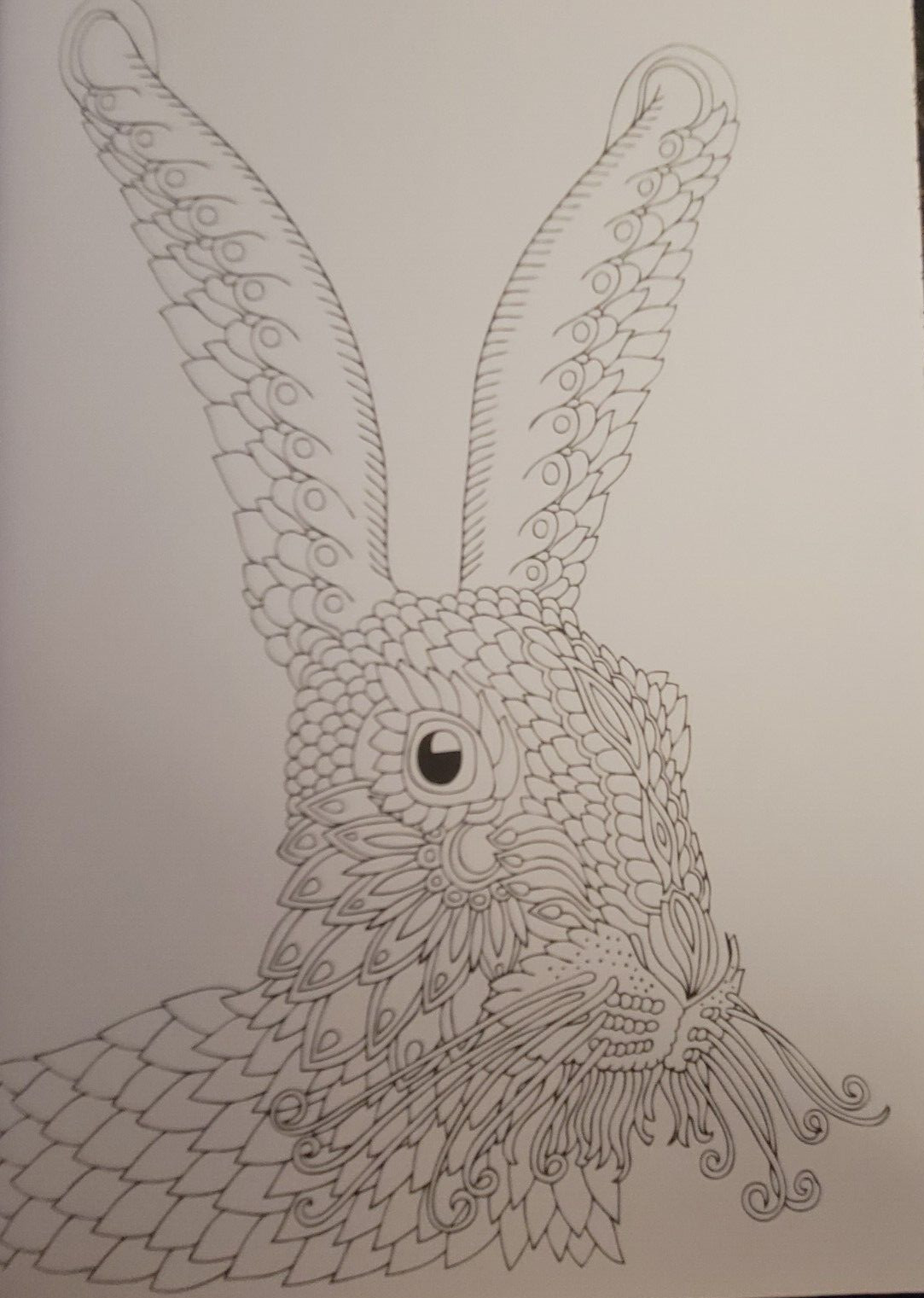 COLORS OF THE WILD Vol 22 Adult Coloring Book With 47 Prints Ready To Frame