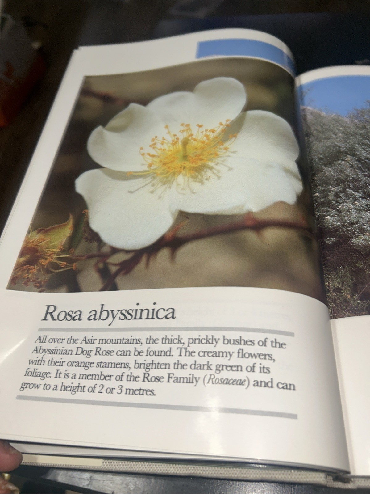 Golden Days in the Desert: Wild Flowers of Saudi Arabia