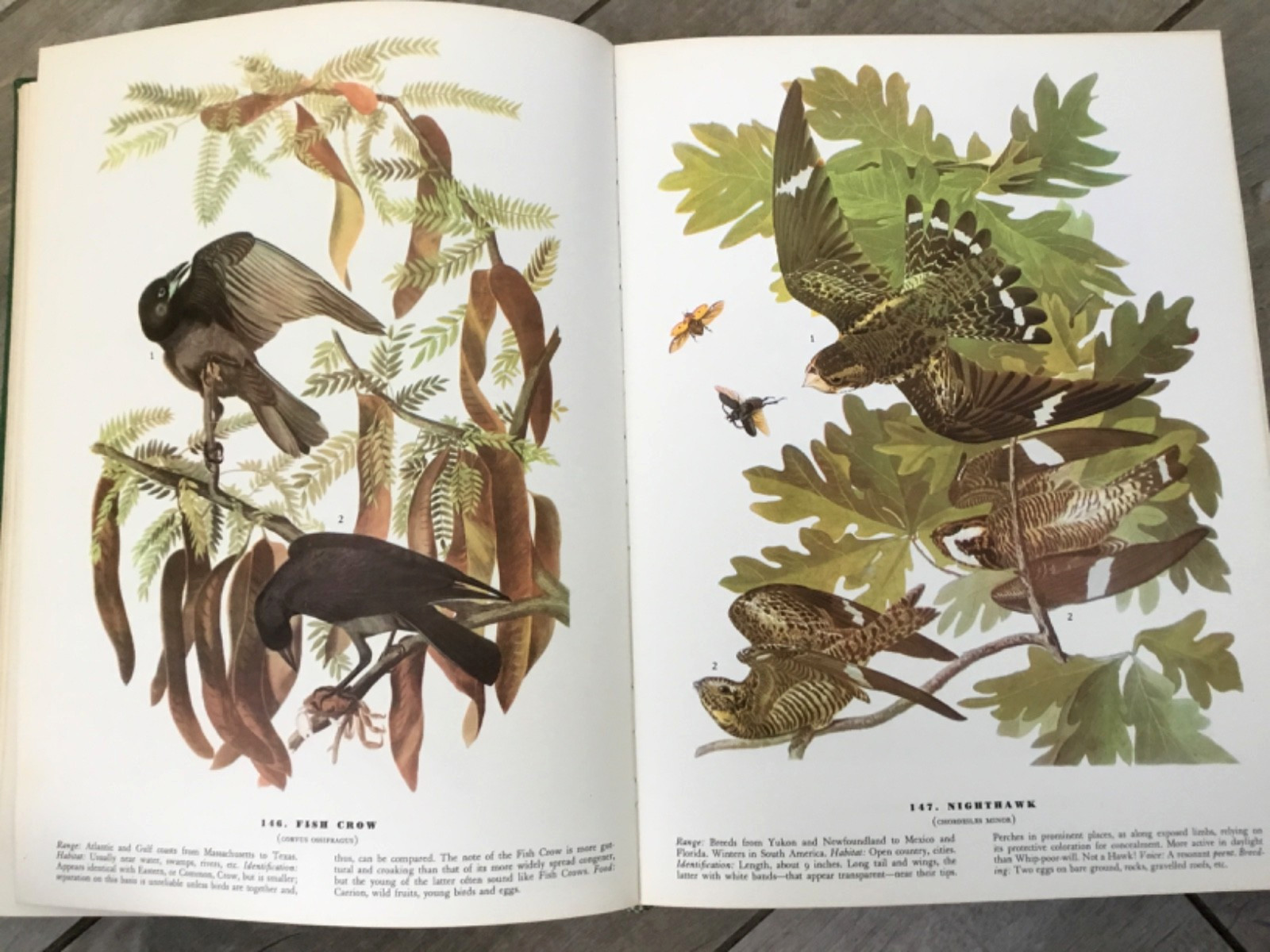 BIRDS OF AMERICA John Audubon McMillan Co Color Plate Prints 10th Printing 1974