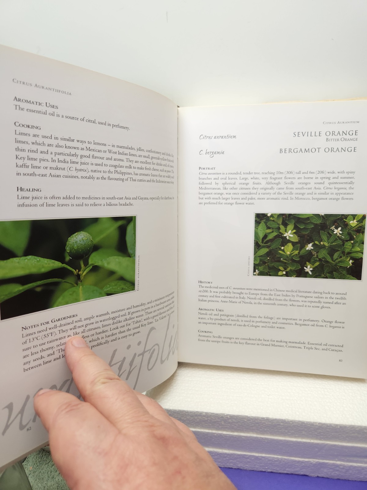 Herbal The Essential Guide to Herbs for Living Hardcover By Deni Bown 2001