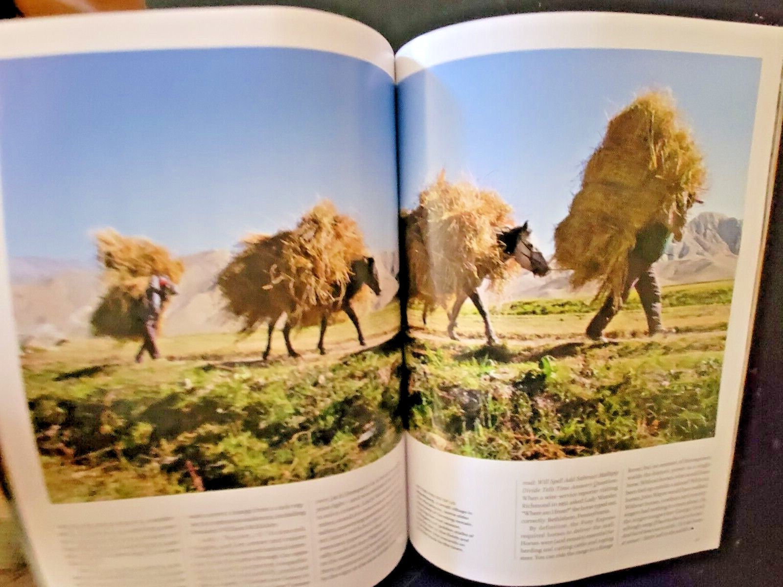 HORSES by LIFE The World’s Most Beautiful Animal – Plus Why We Love Horses