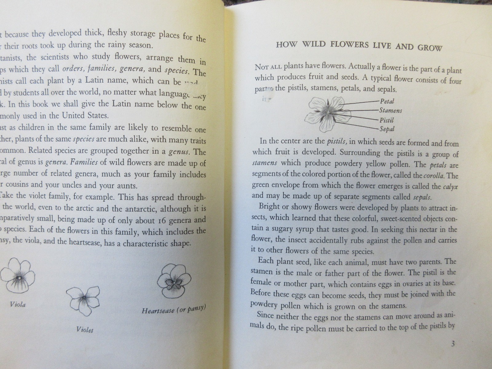 The First Book of Wild Flowers (1961) by Betty Cavanna Pictures Page Cary HC