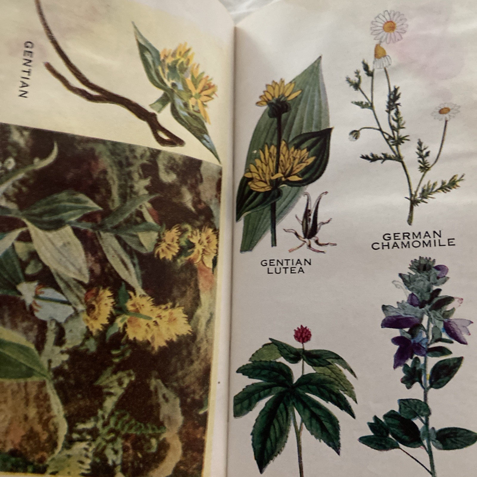 The Herbalist 1934 Joseph E. Meyer Green Hardcover Color Plates Illustrated