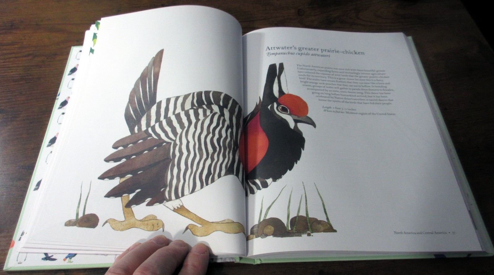 “The Atlas of Amazing Birds” by Matt Sewell – hardcover