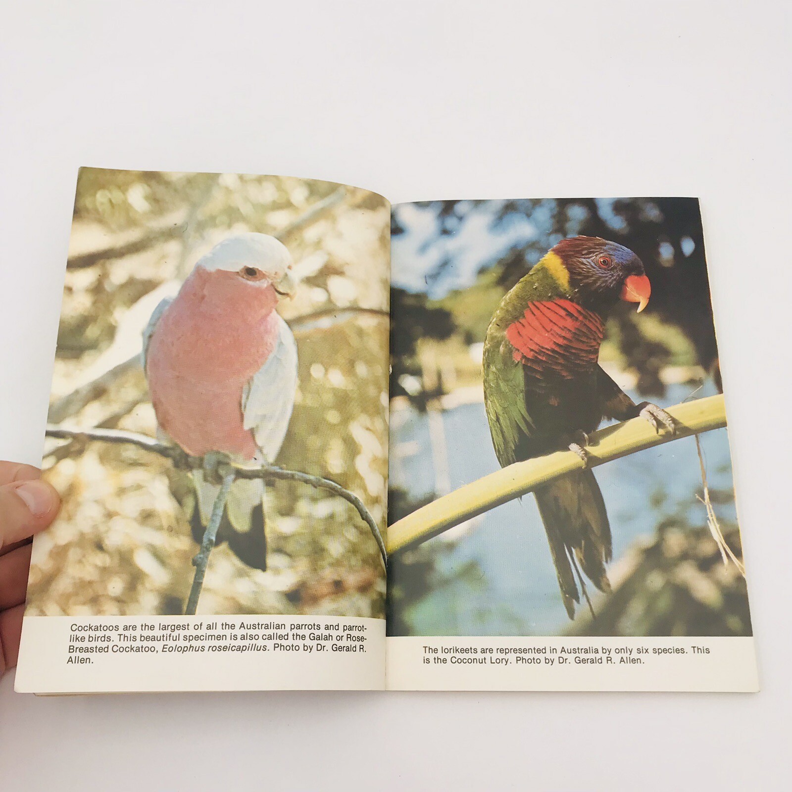 All About Cockatiels Gerald & Connie Allen Paperback Color Illus VTG 1977 Bird