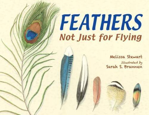 Feathers: Not Just for Flying – Paperback By Stewart, Melissa – VERY GOOD