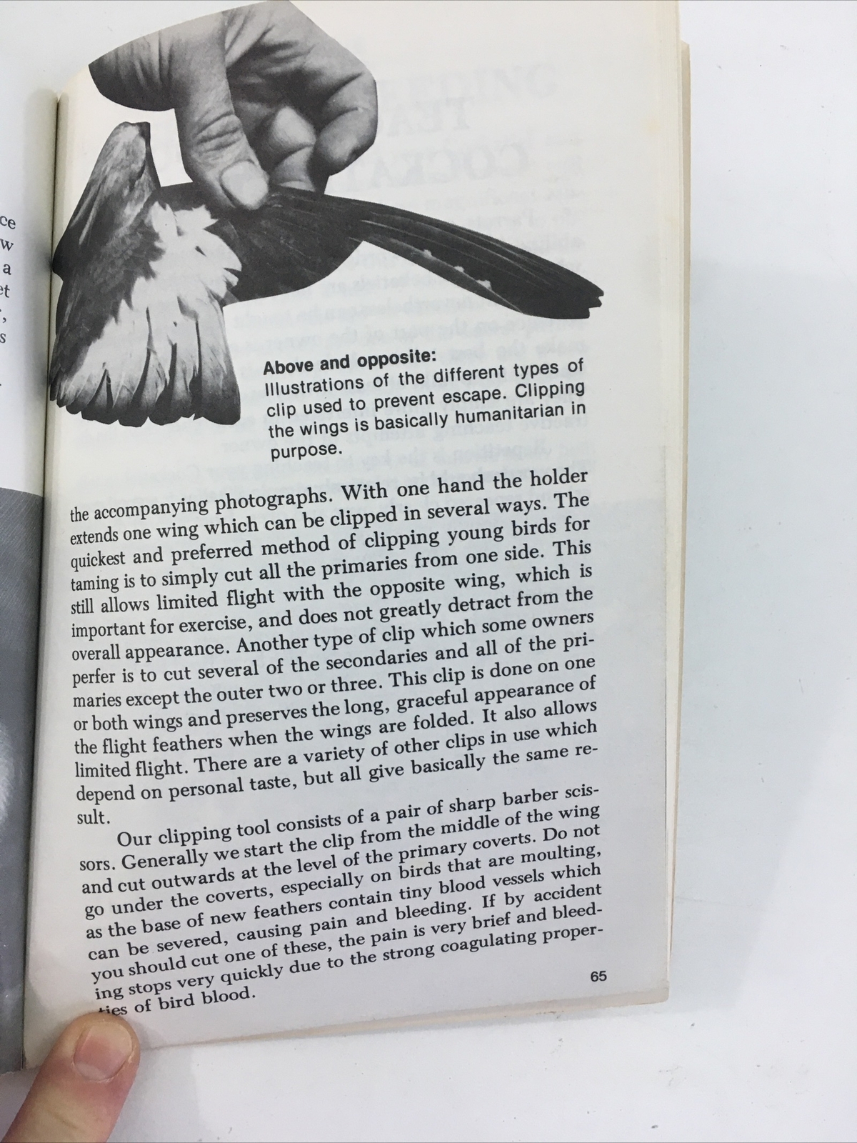 All About Cockatiels- Dr. Gerald R. Allen (Paperback, 1977)
