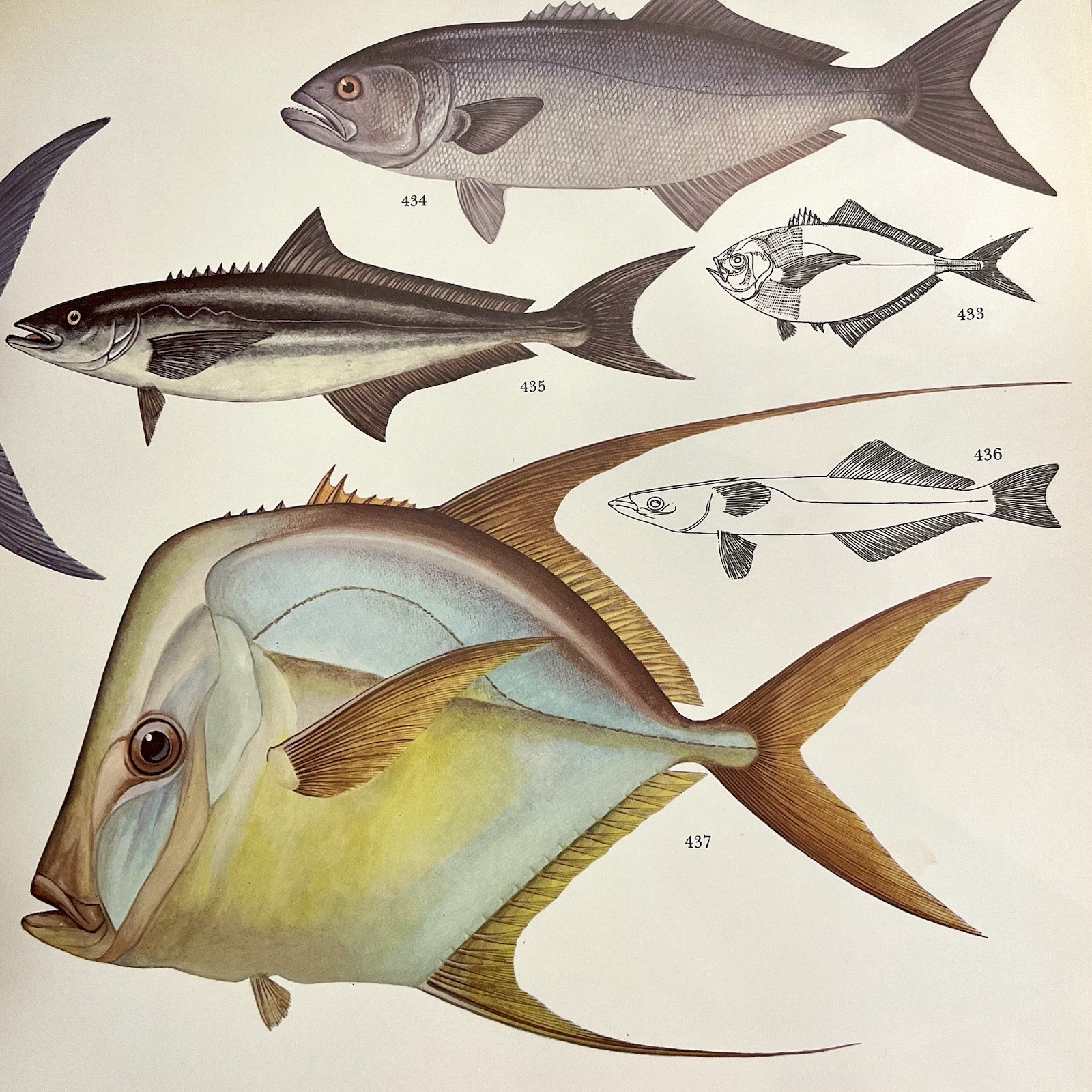 ‘The Lore of Sportfishing’ by Tre Tryckare, E. Cagner; 1976 First U.S. Edition