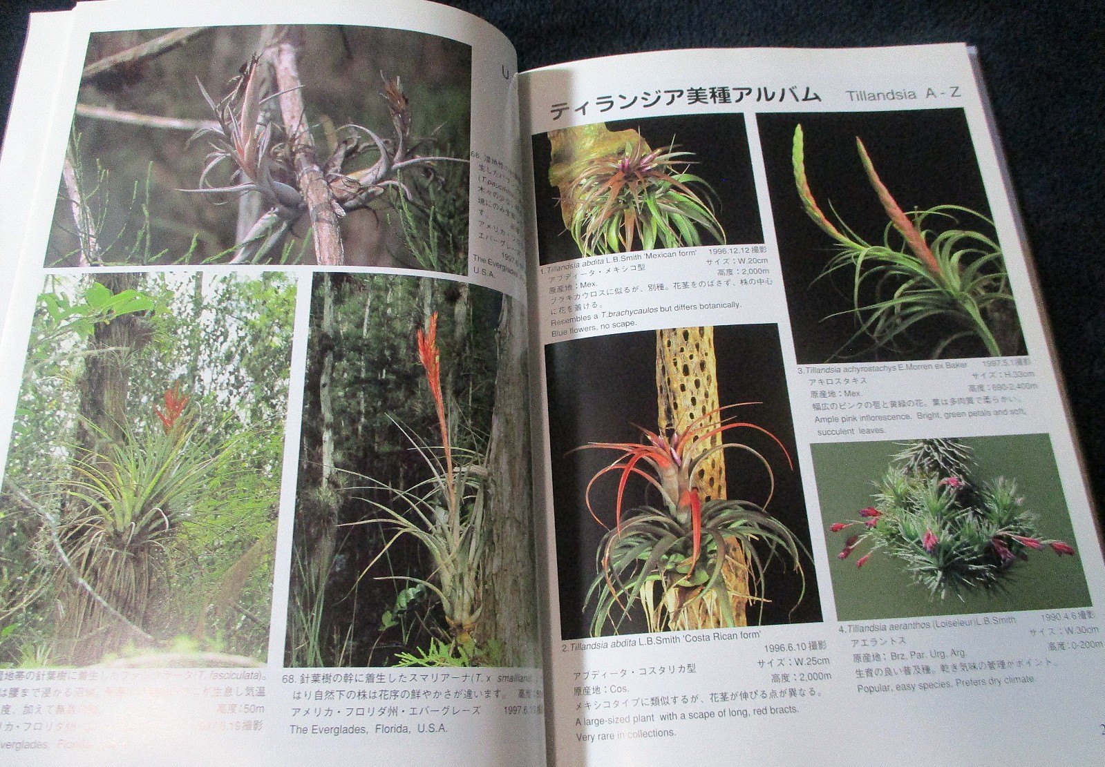 NEW TILLANDSIA HANDBOOK Shimizu-Takizawa 1998 Air Plants Japanese-English SCARCE