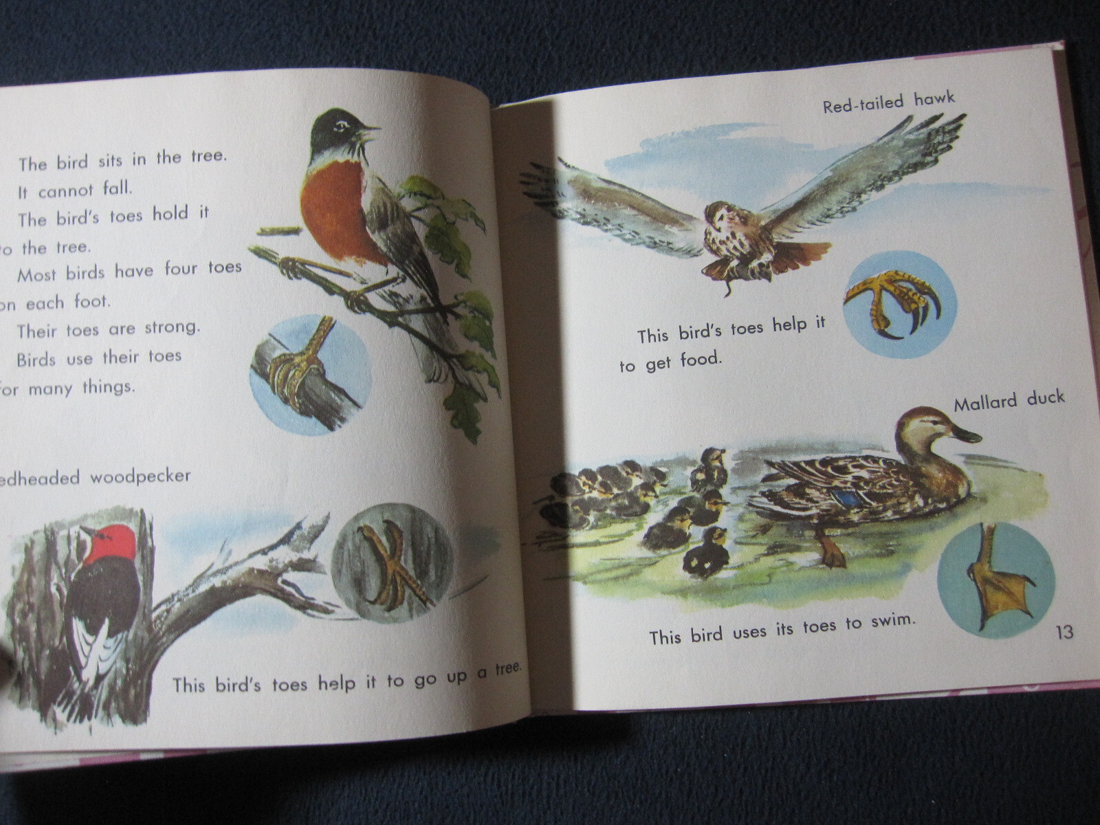 What is a Bird (The What is it series) Darby, Gene