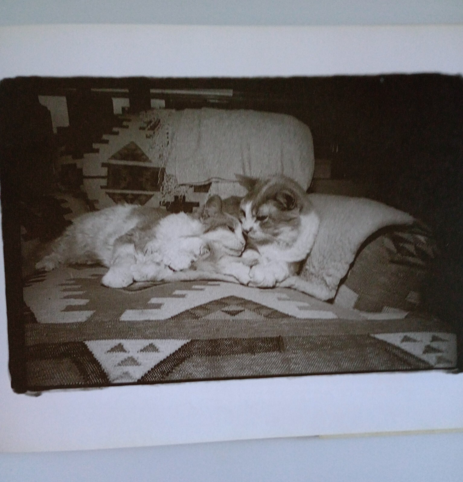 Why We Love Cats by Kim Levin (2001, Hardcover)