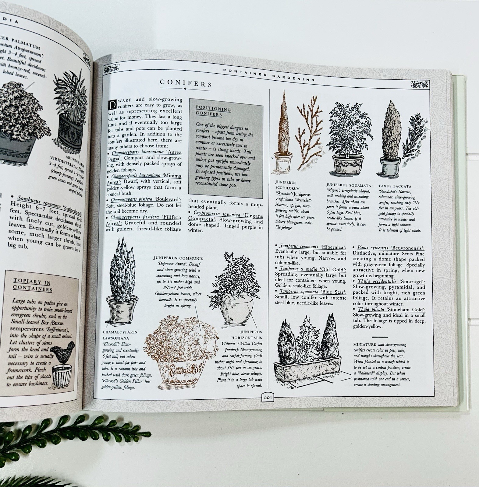 The Concise Gardening Encyclopedia ~ David Squire Flowers Roses Shrubs Trees HC