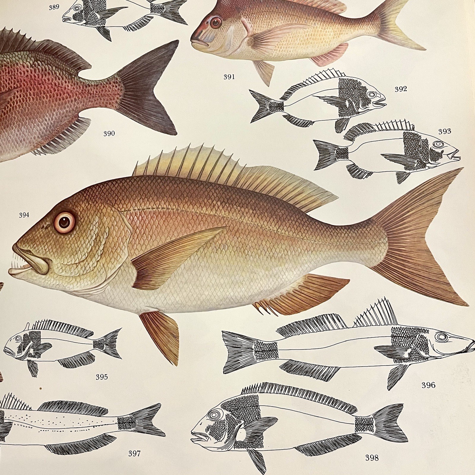 ‘The Lore of Sportfishing’ by Tre Tryckare, E. Cagner; 1976 First U.S. Edition