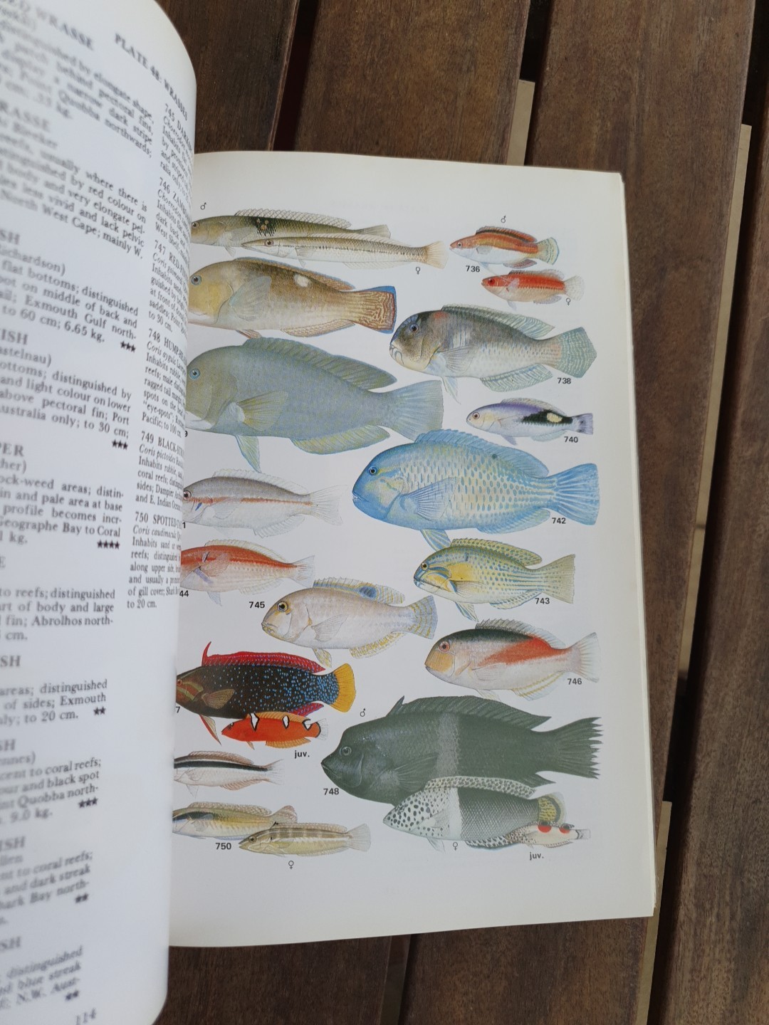 Marine Fishes of North-Western Australia Gerald R Allen 1988 Superior Plates