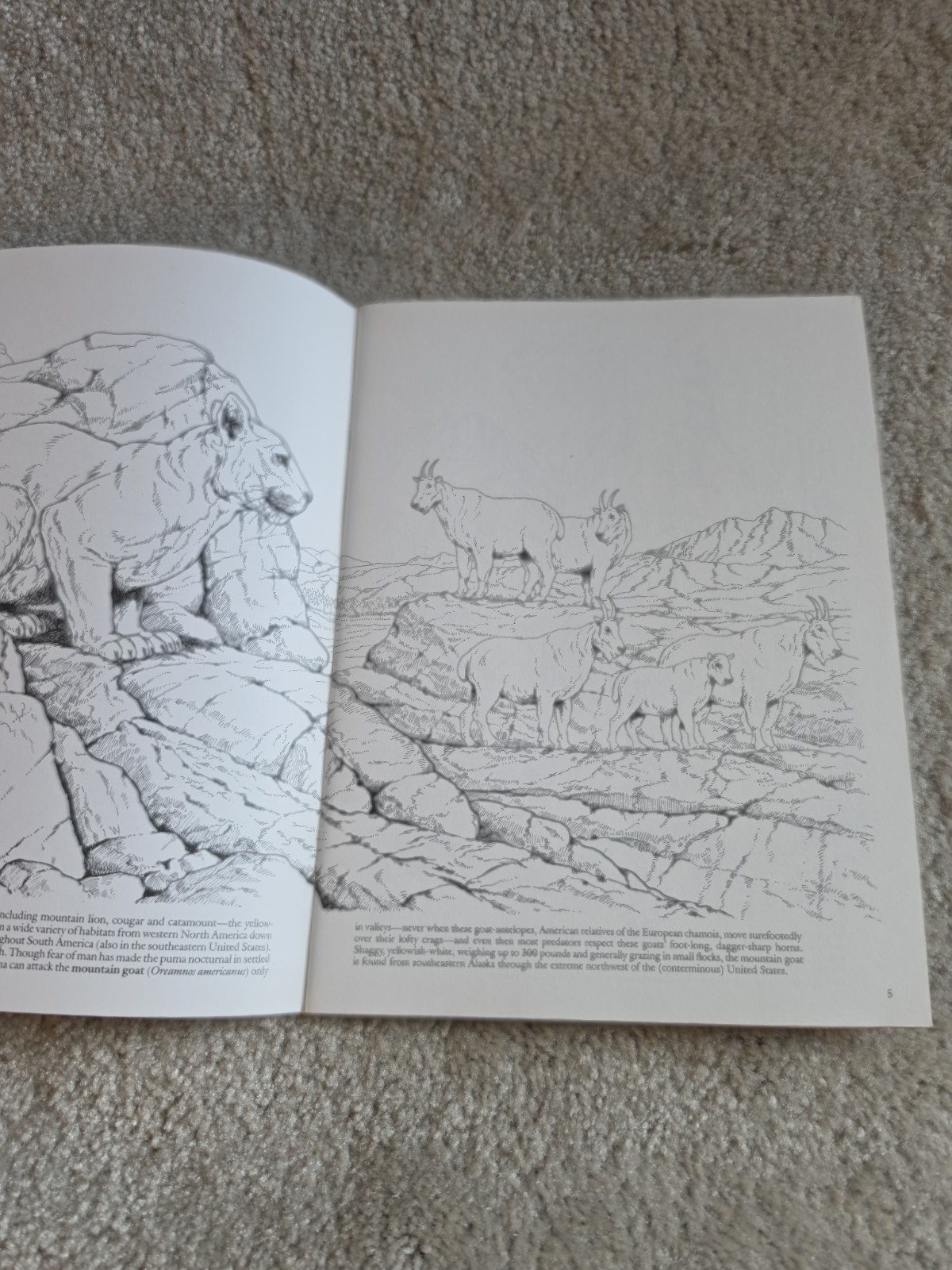 Vintage Lot Of 4 Coloring Books. Dover Publications. Houghton Mifflin Company