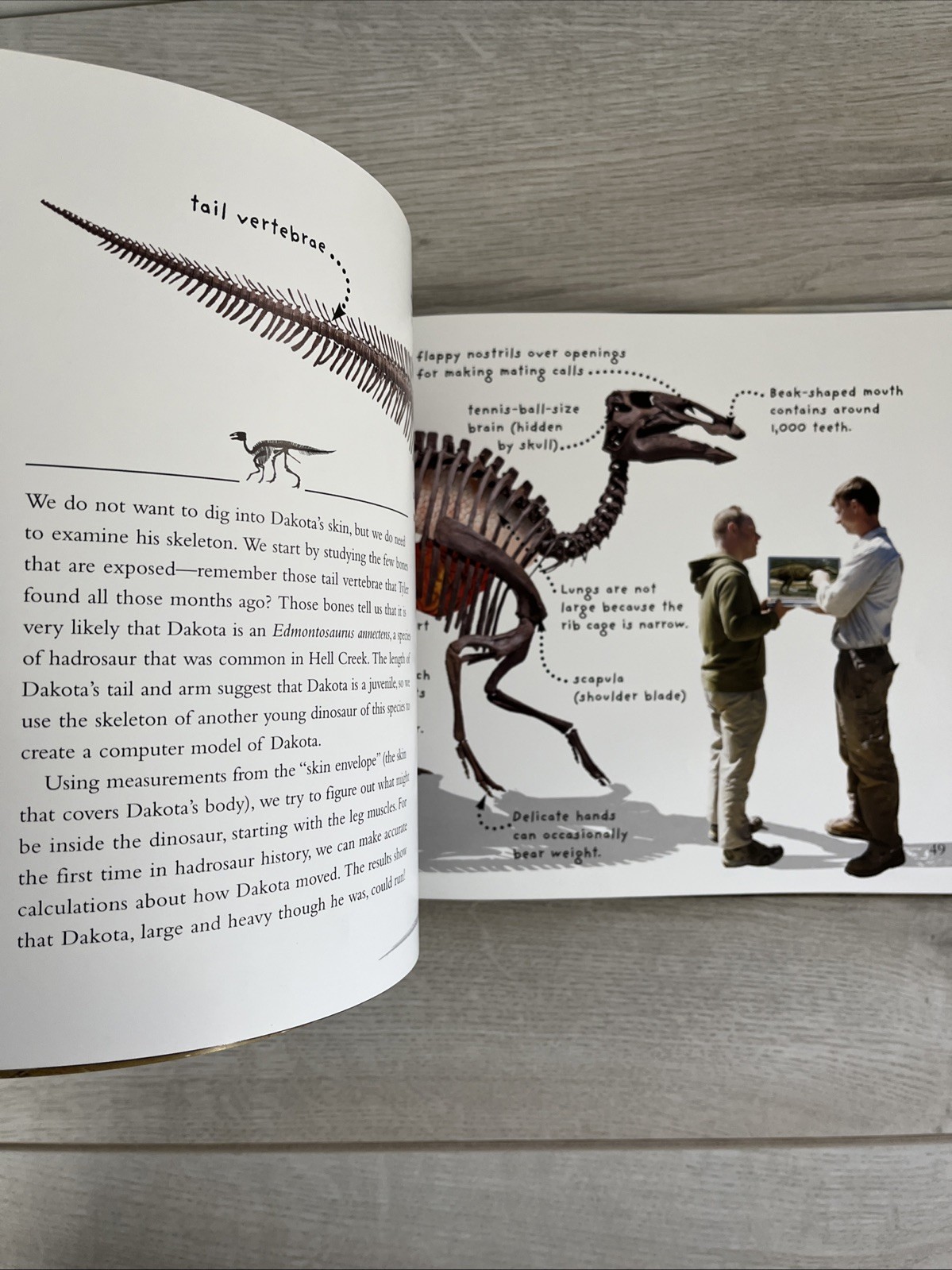 Dinomummy : The Life, Death and Discovery of Dakota, a Dinosaur from Hell Creek