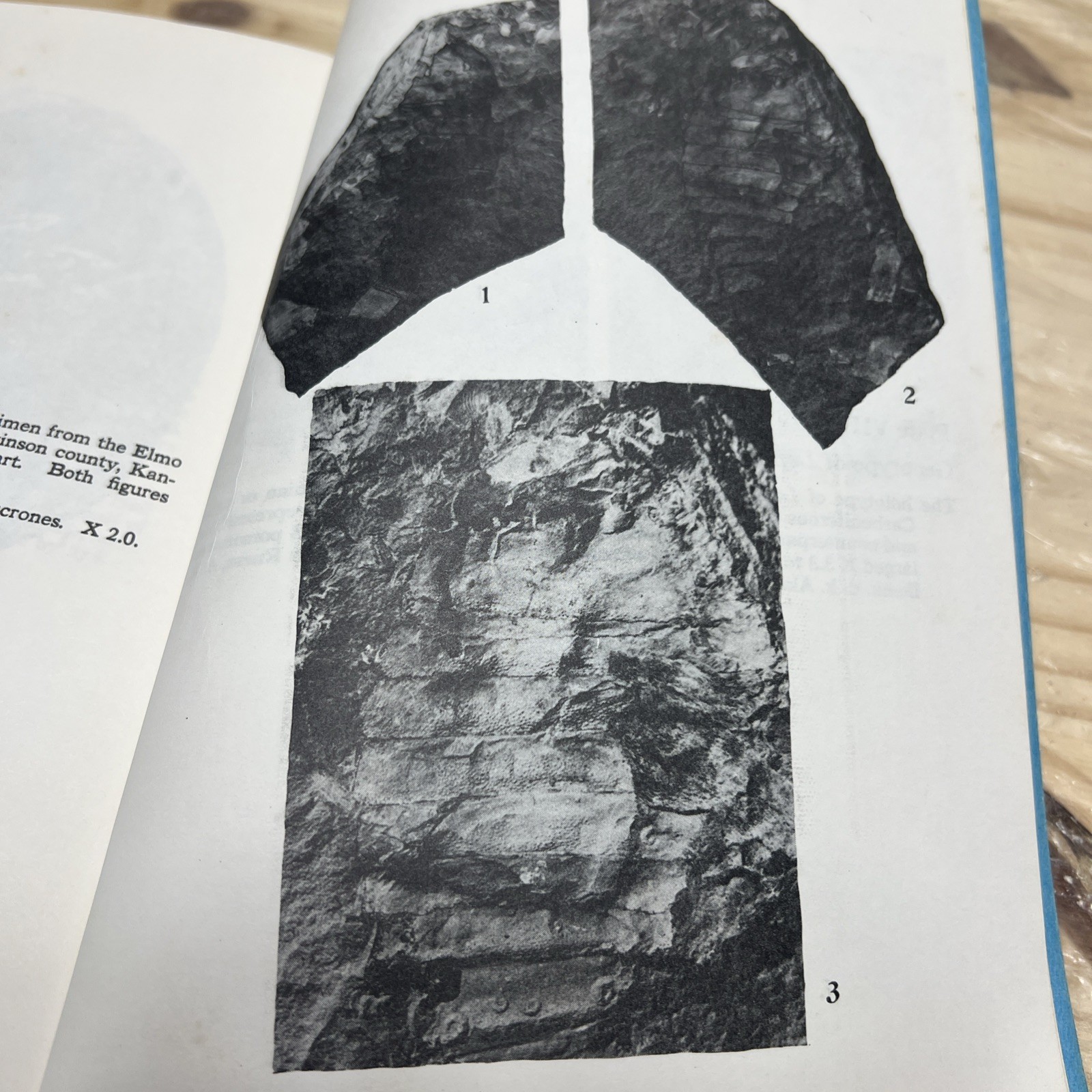 Coal Age Fossils From Mazon Creek Scientific Papers Vol III 1979 Illinois