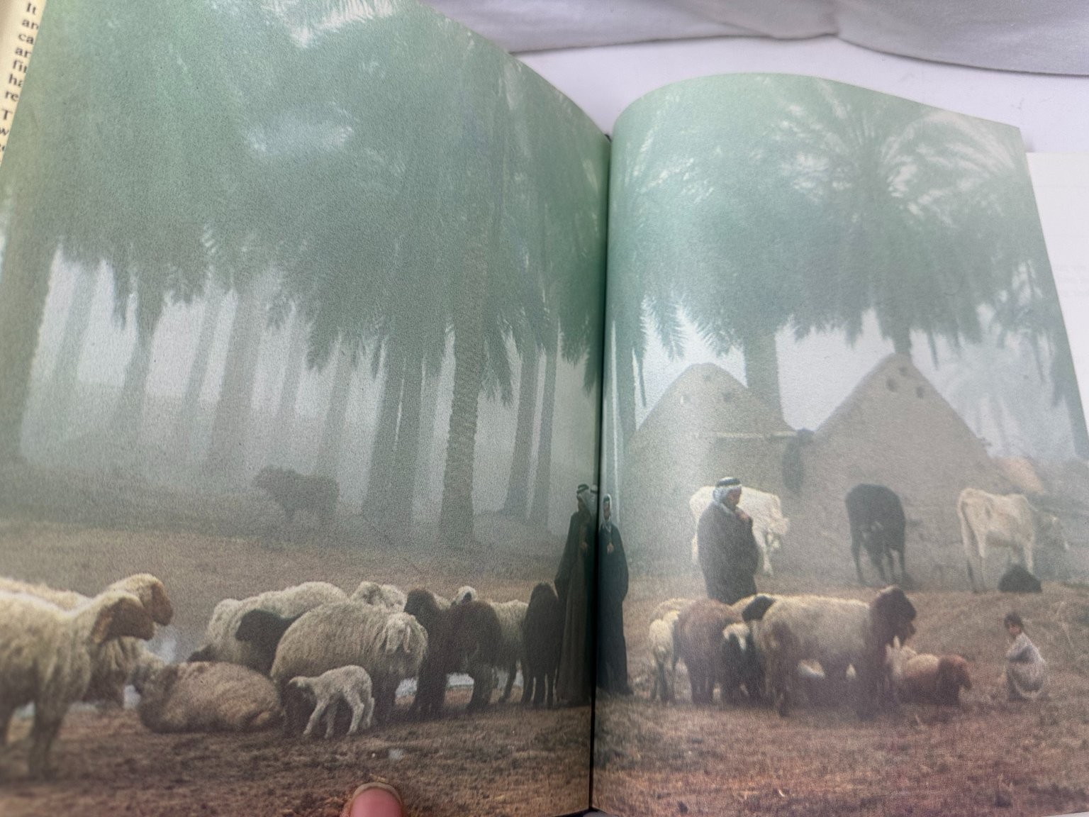 Treasures From Bible Times Alan Millard 1985 Illustrated Archaeology Lion