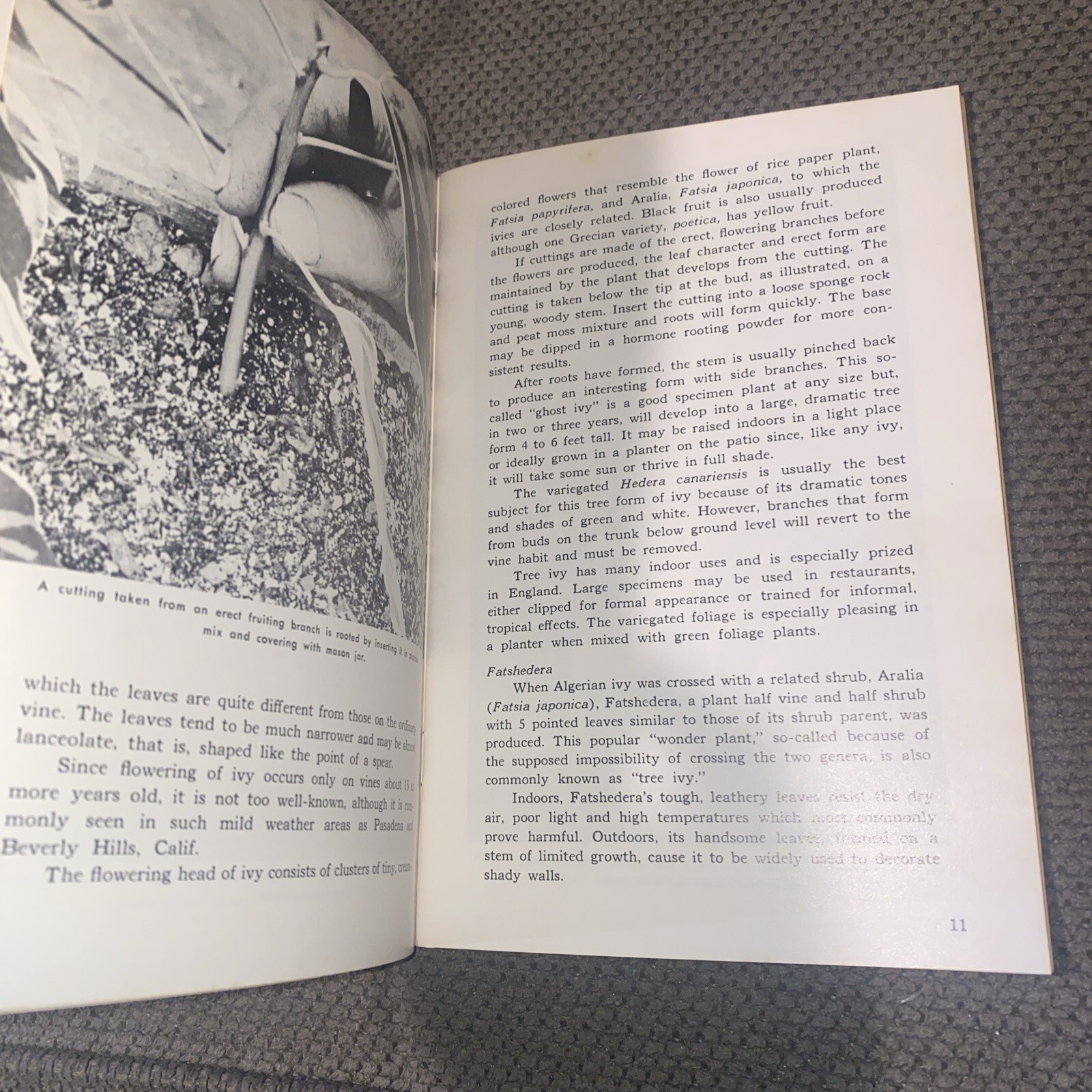 Vines & Ivy in Your Home-Countryside Books (1976, Illustrated, Paperback)