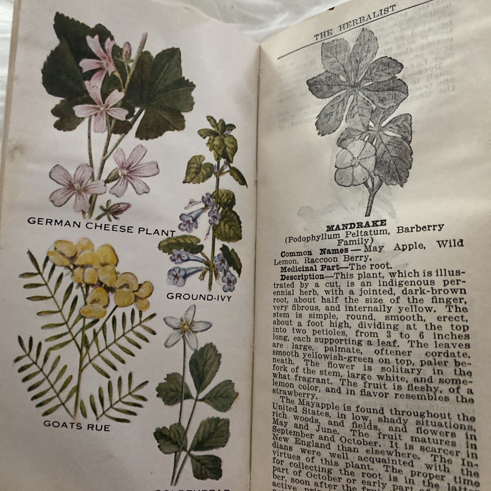 The Herbalist 1934 Joseph E. Meyer Green Hardcover Color Plates Illustrated