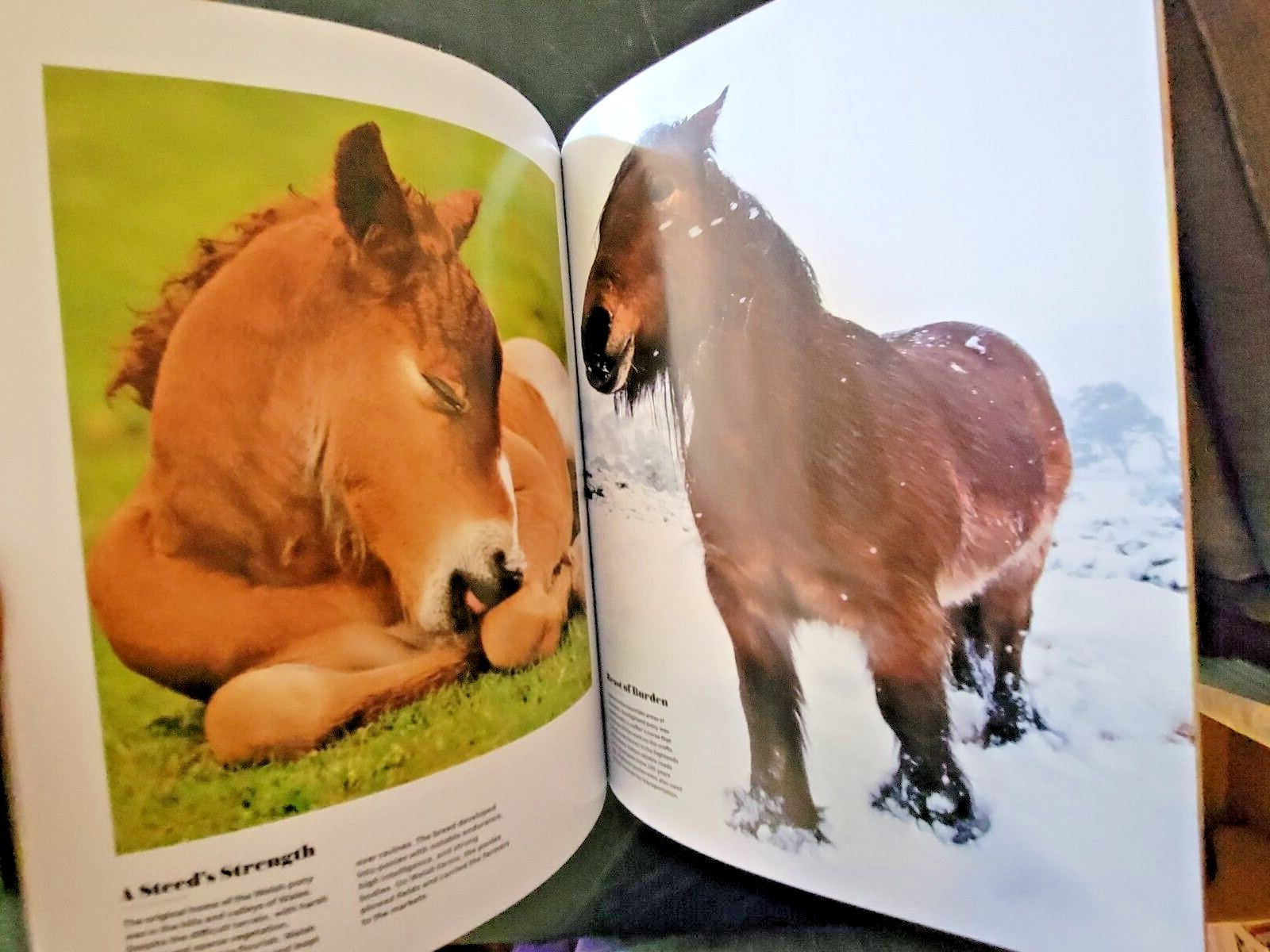 HORSES by LIFE The World’s Most Beautiful Animal – Plus Why We Love Horses
