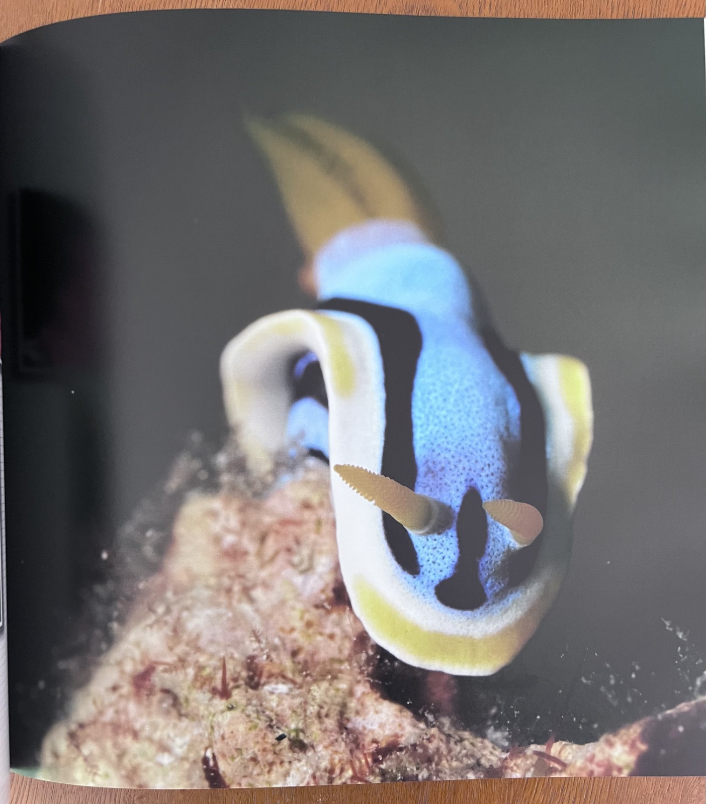 Philippines Diving: Anilao Batangas Verde Island Passage Coral Reef Photography