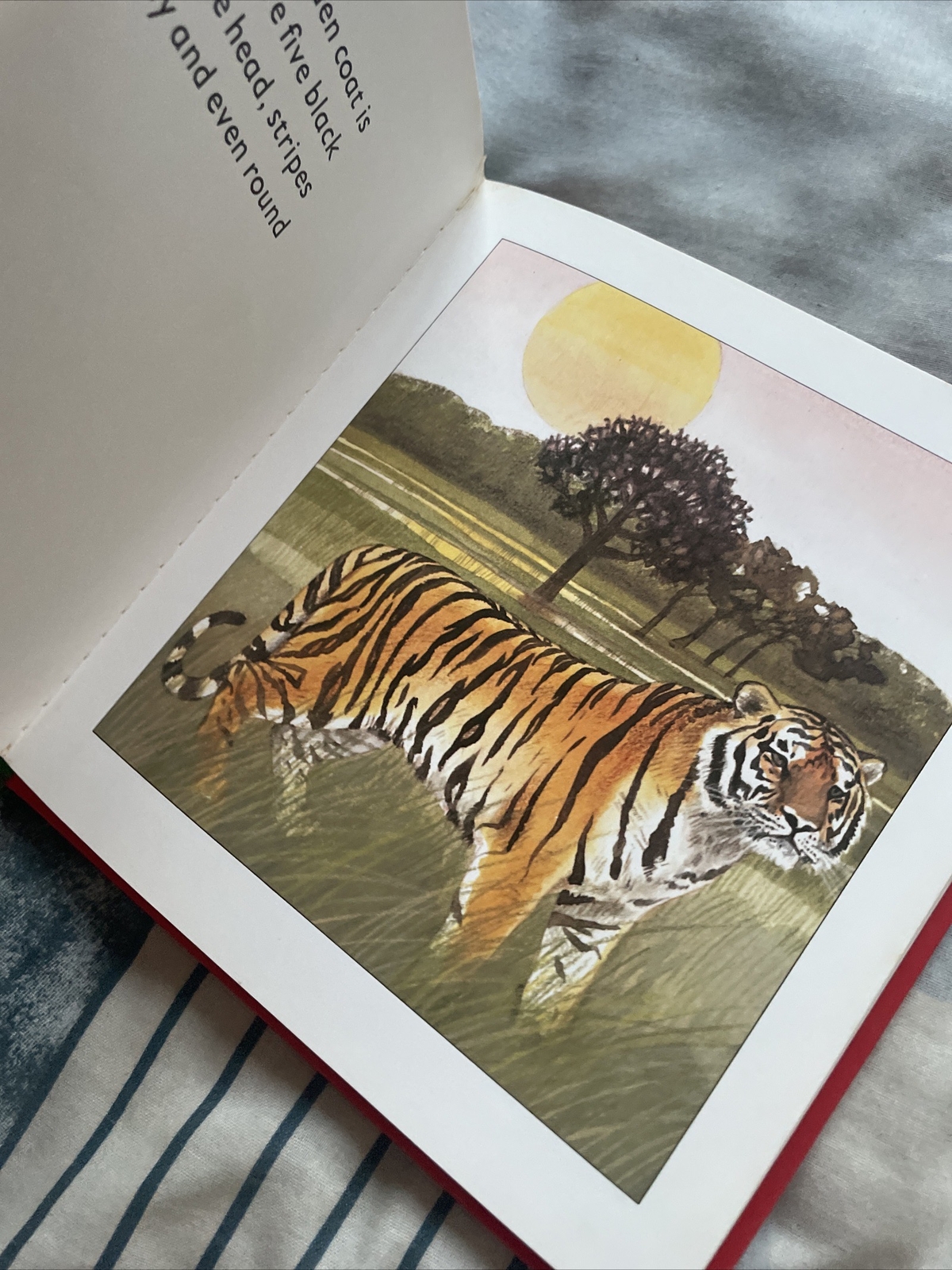 LONGMAN. HELLO TIGER. 17 BY 17CM 0582390761