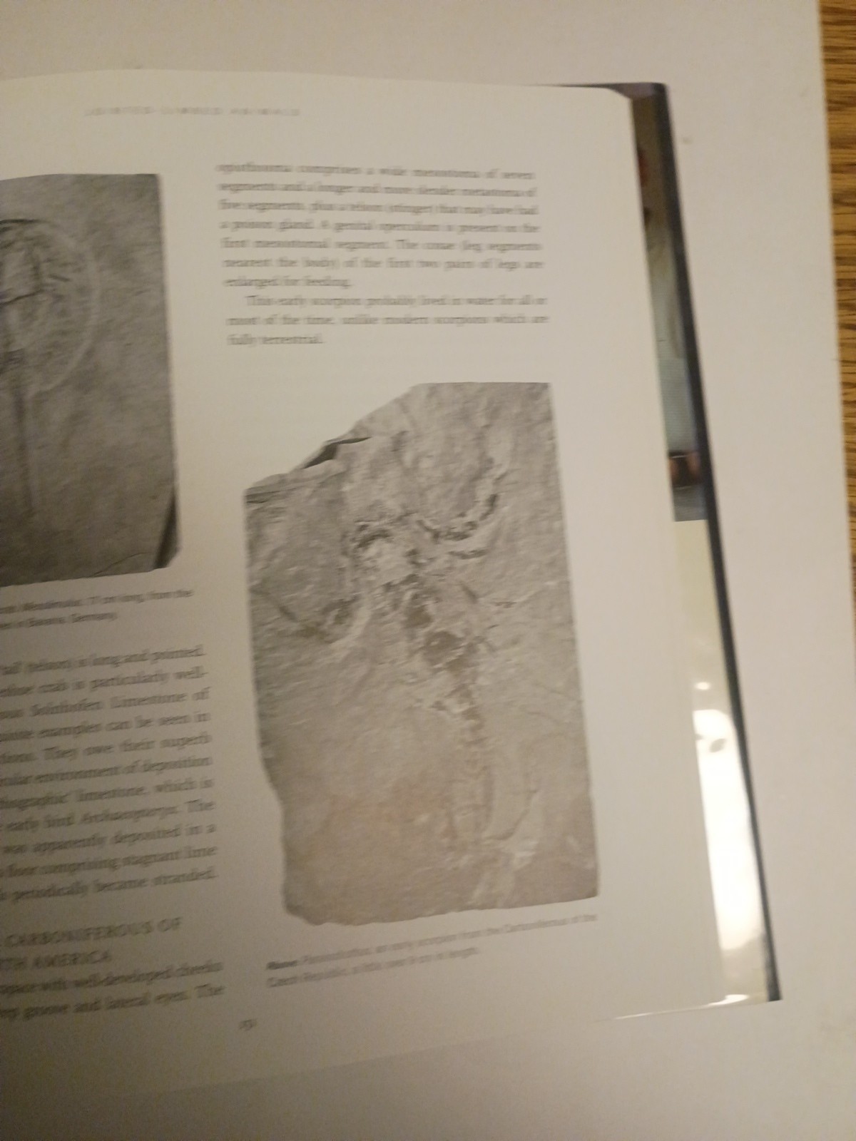 Fossil Invertebrates HC DJ Taylor, Paul D. and Lewis, David N. Harvard Universit