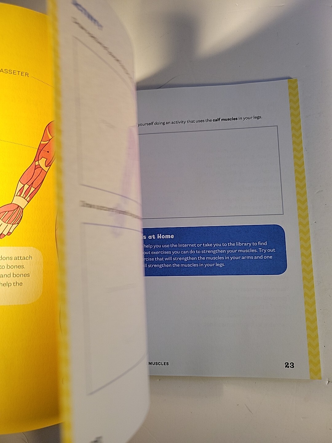 Human Body Activity Book for Kids : Hands-On Fun for Grades K-3 by Katie Stokes