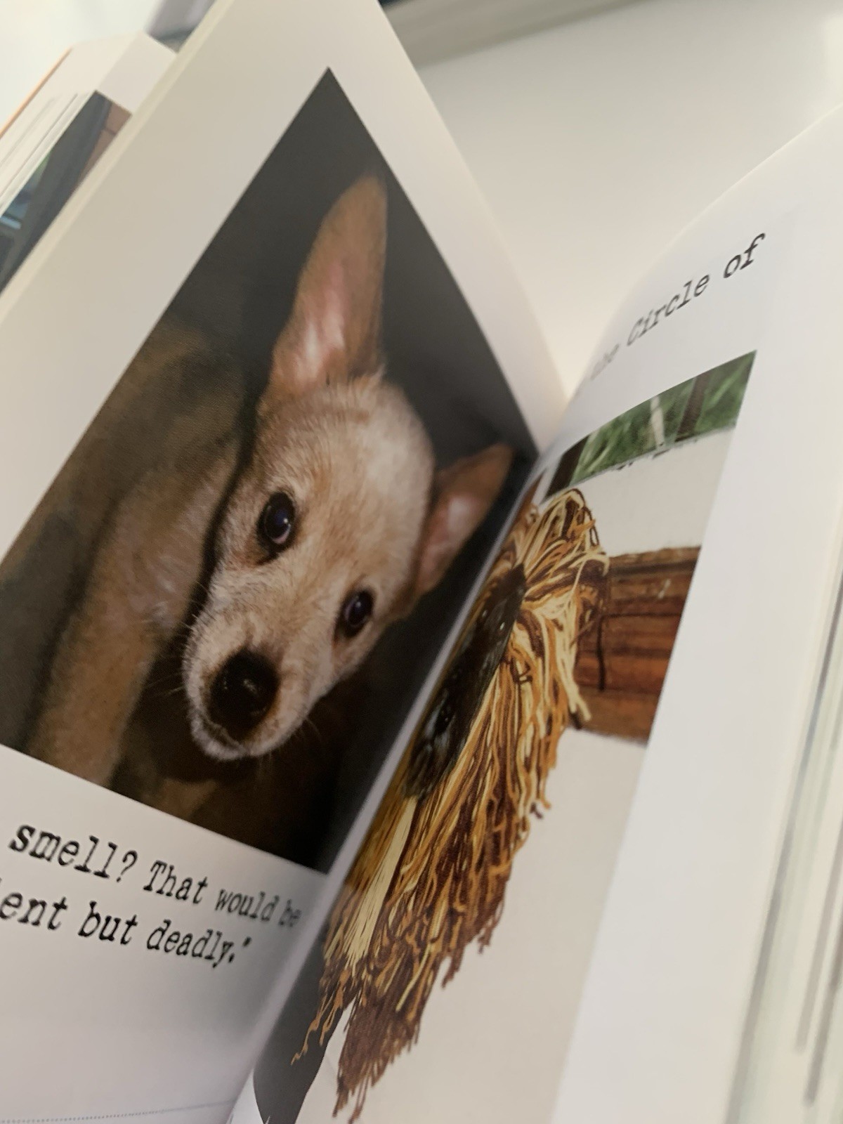Bad Dog: 278 Outspoken, Indecent, and Overdressed Dogs by R.D. Rosen, Harry Pri