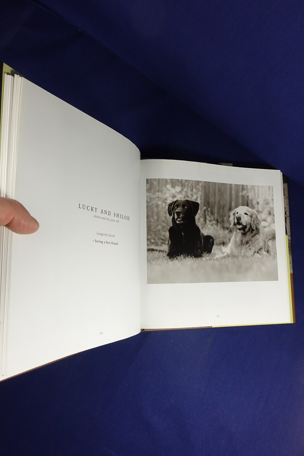 OLD FRIENDS Mark Asher GREAT DOGS ON THE GOOD LIFE Dog Photo Photography Book