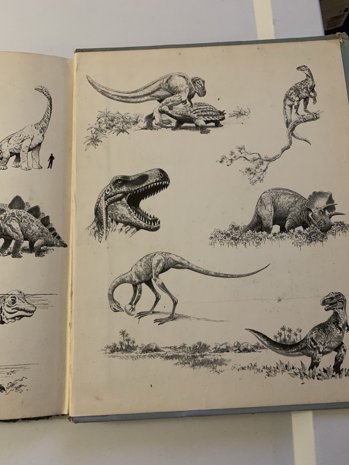 Album of Dinosaurs by Tom McGowen (1972, Hardcover)
