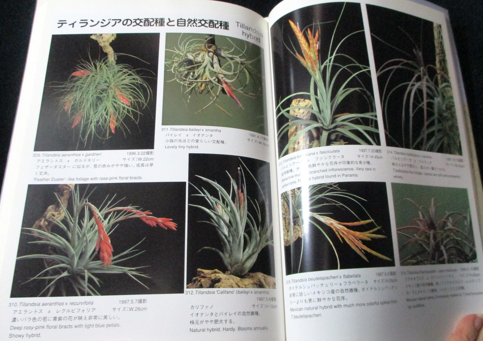 NEW TILLANDSIA HANDBOOK Shimizu-Takizawa 1998 Air Plants Japanese-English SCARCE