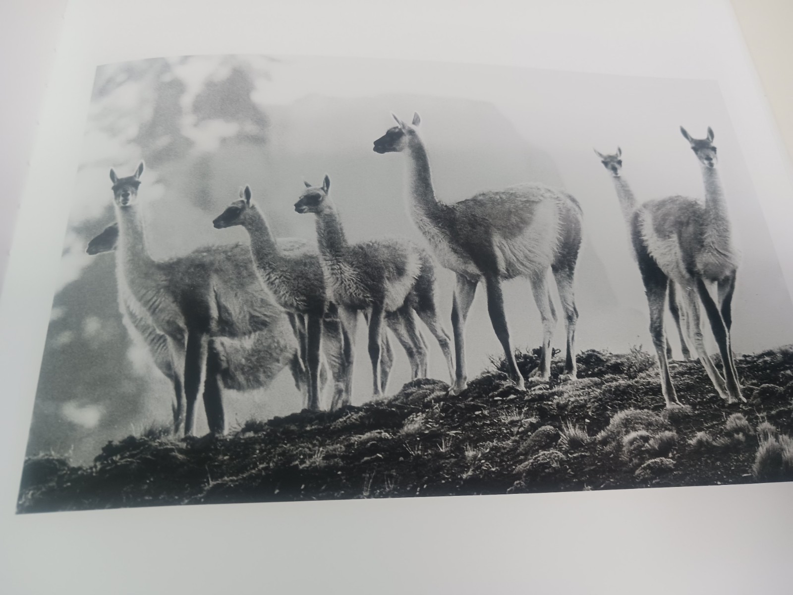 PATAGONIA: IMAGES OF A WILD LAND By David Neilson – Coffee Table Hardcover