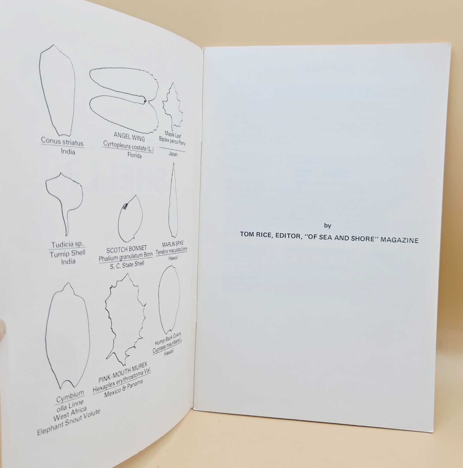 Vintage 1975 WHAT IS A SHELL? Educational Book, VERY GOOD, LN