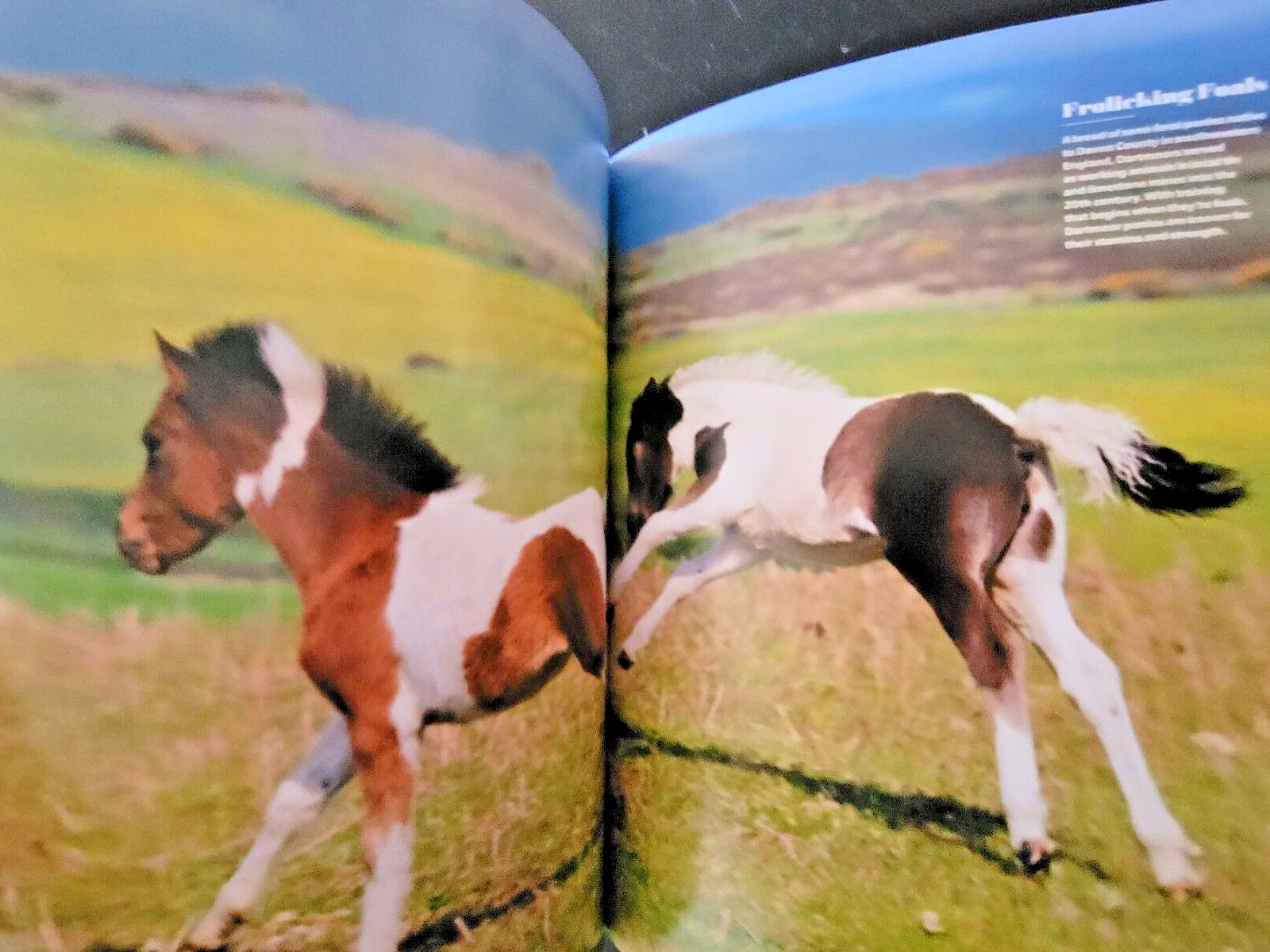 HORSES by LIFE The World’s Most Beautiful Animal – Plus Why We Love Horses