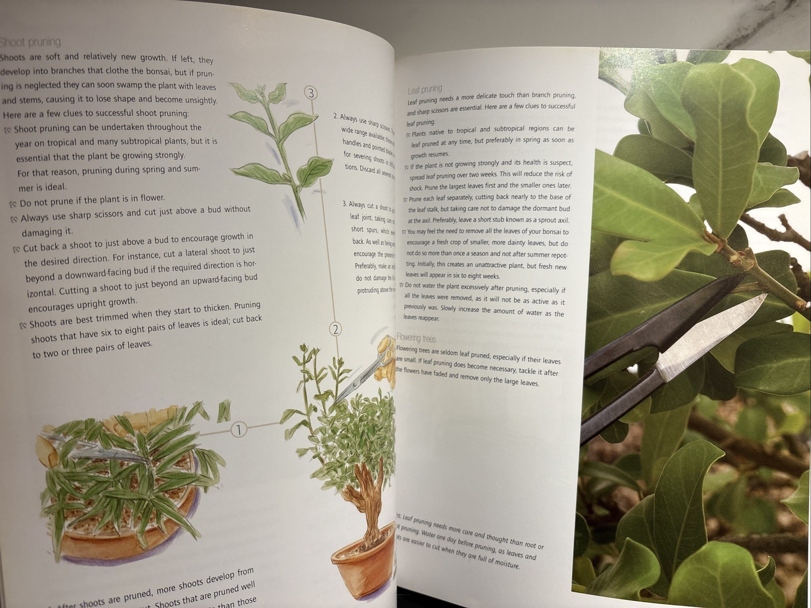 Successful Bonsai, By David Squire