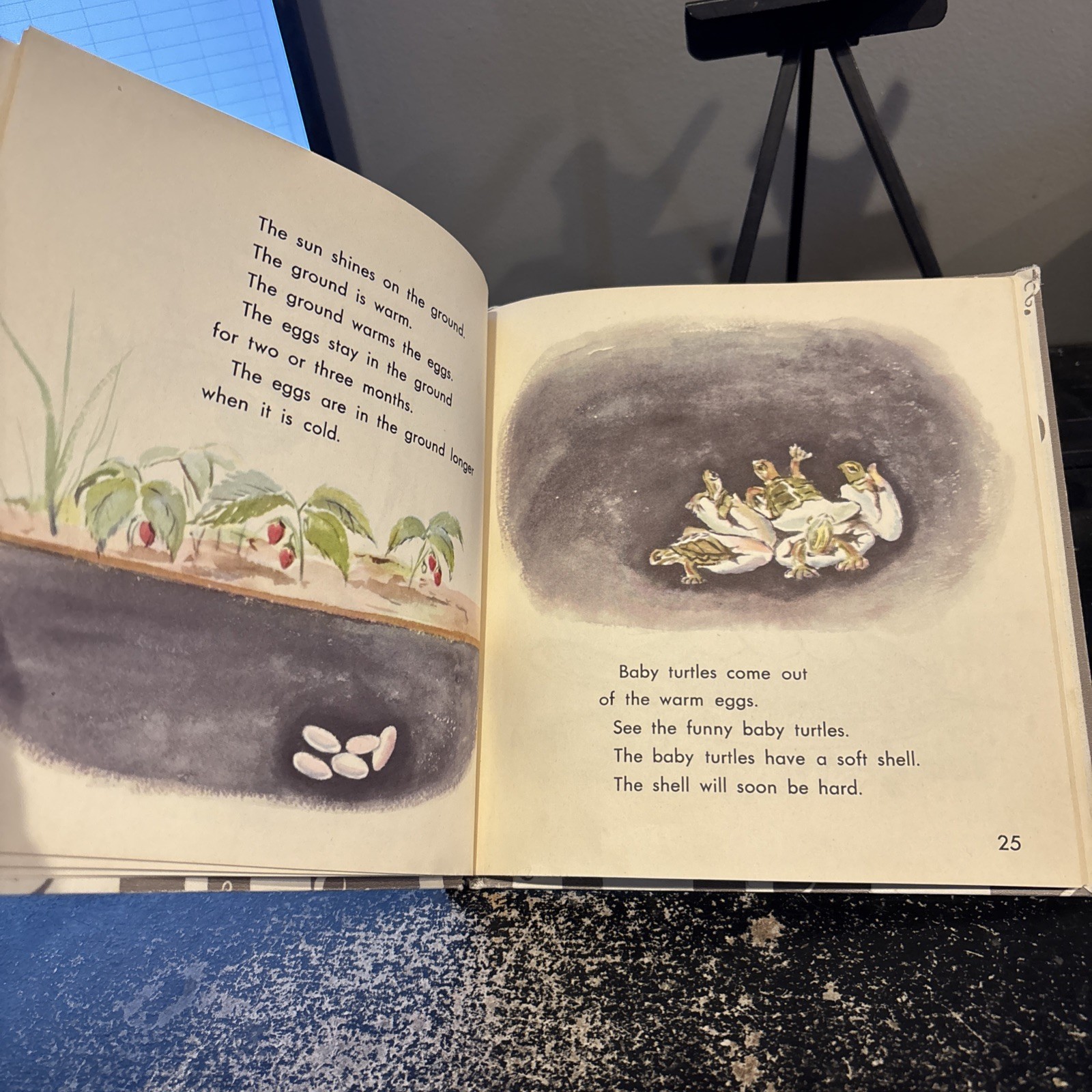 What is a Turtle [Hardcover] Gene Darby and Lucy and John Hawkinson 1959