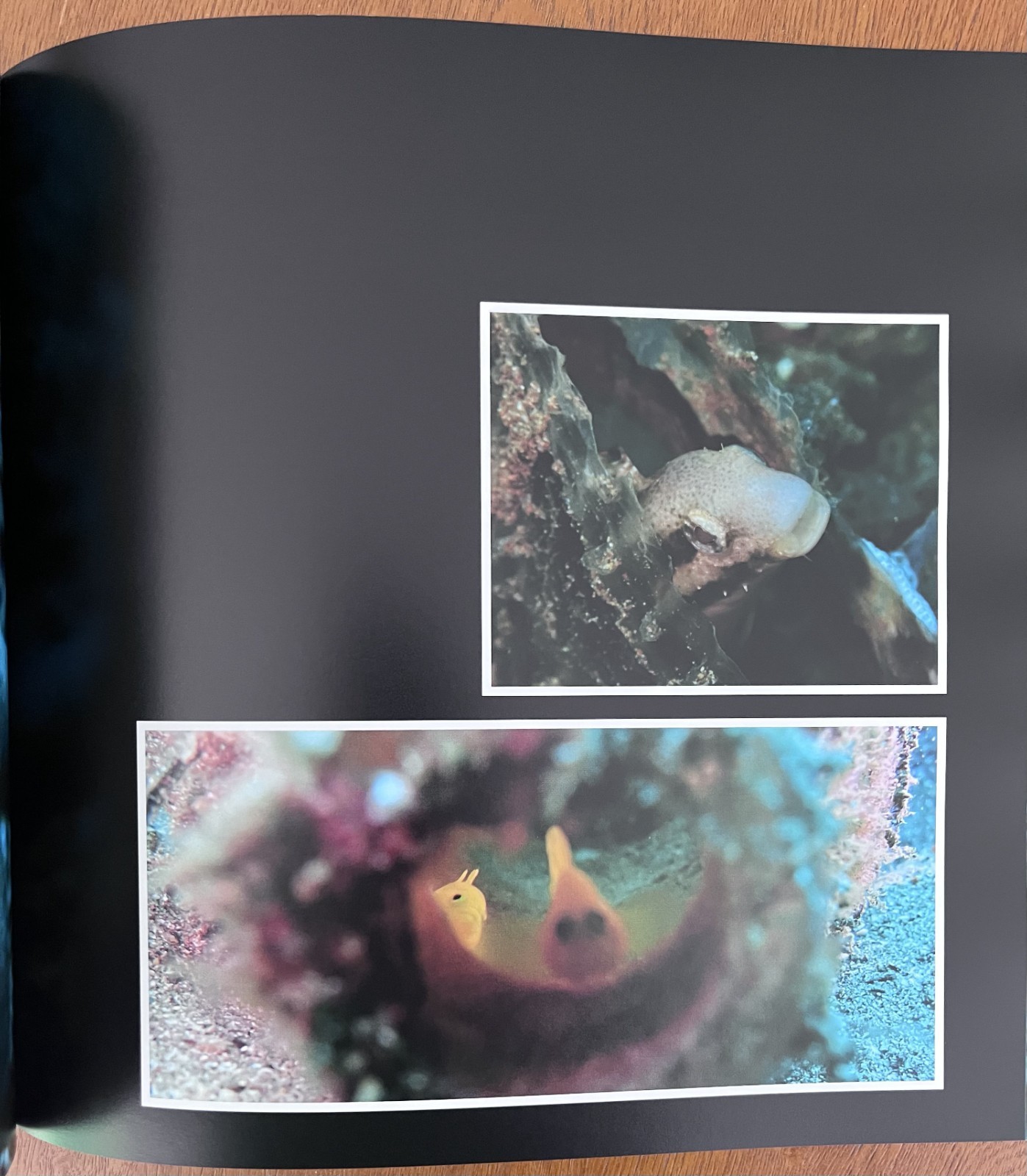 Philippines Diving: Anilao Batangas Verde Island Passage Coral Reef Photography
