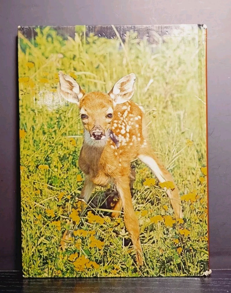 Baby Animals in Color Vintage 1980 Octopus Books Hardcover Children’s
