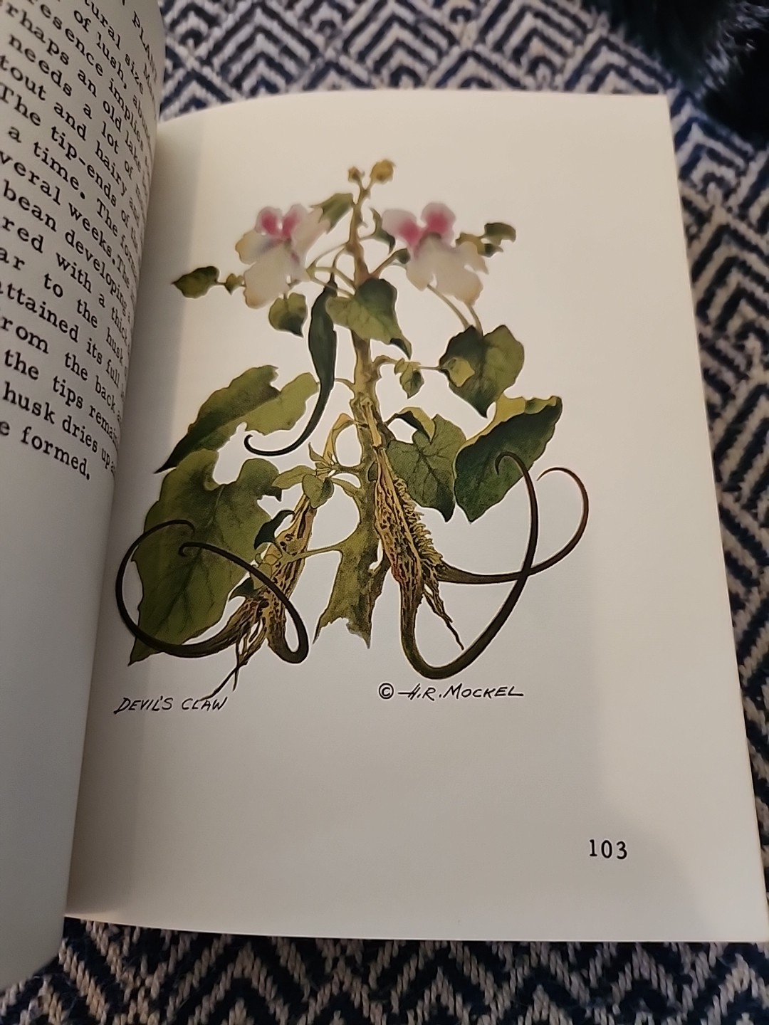Mockel’s Desert Flower Notebook SIGNED by Author