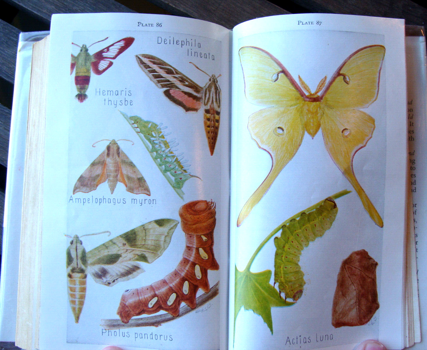 Field Book Of Insects ~1948 HC~ Lutz Entomology Bug Bee Moth Larva Butterfly 🦋