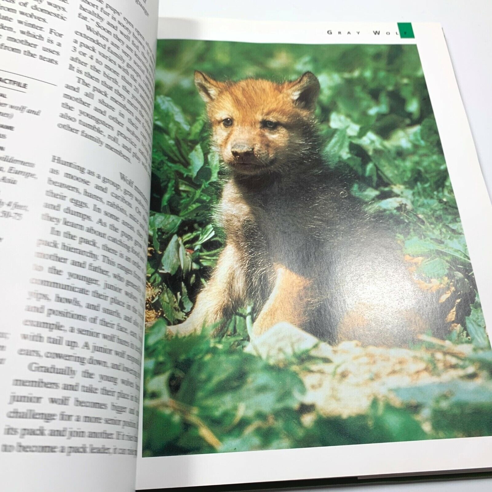 Animal Babies Steve Parker Hardcover Book Habitat Guide to Wild Animals 1994