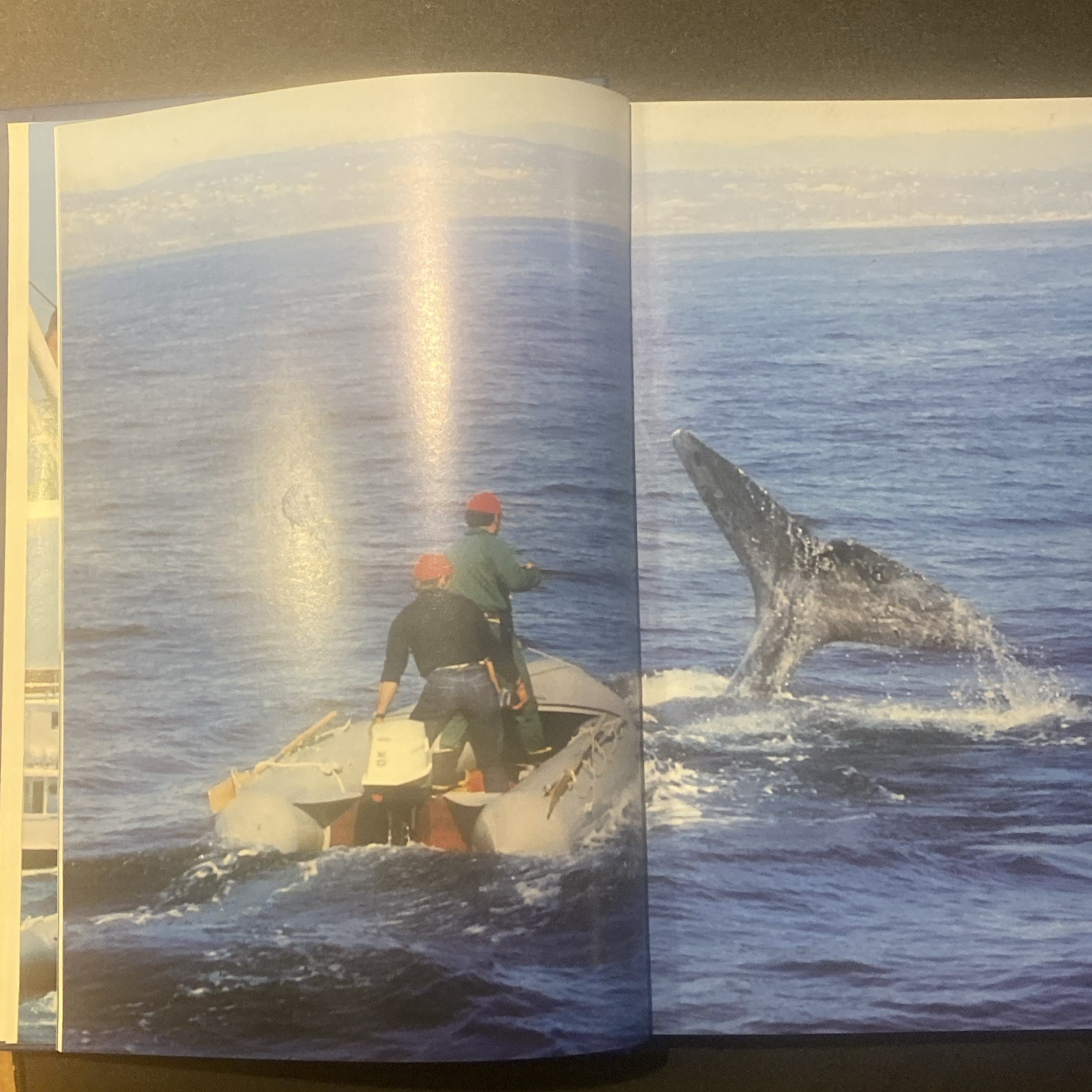 THE WHALE By Jacques Yves Cousteau & Philippe Diole 1972 HC 1st Edition