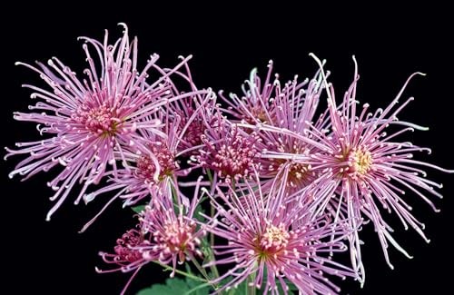 Chrysanthemums: Beautiful Varieties for Home and Garden (Flowers), Slade, Naomi,