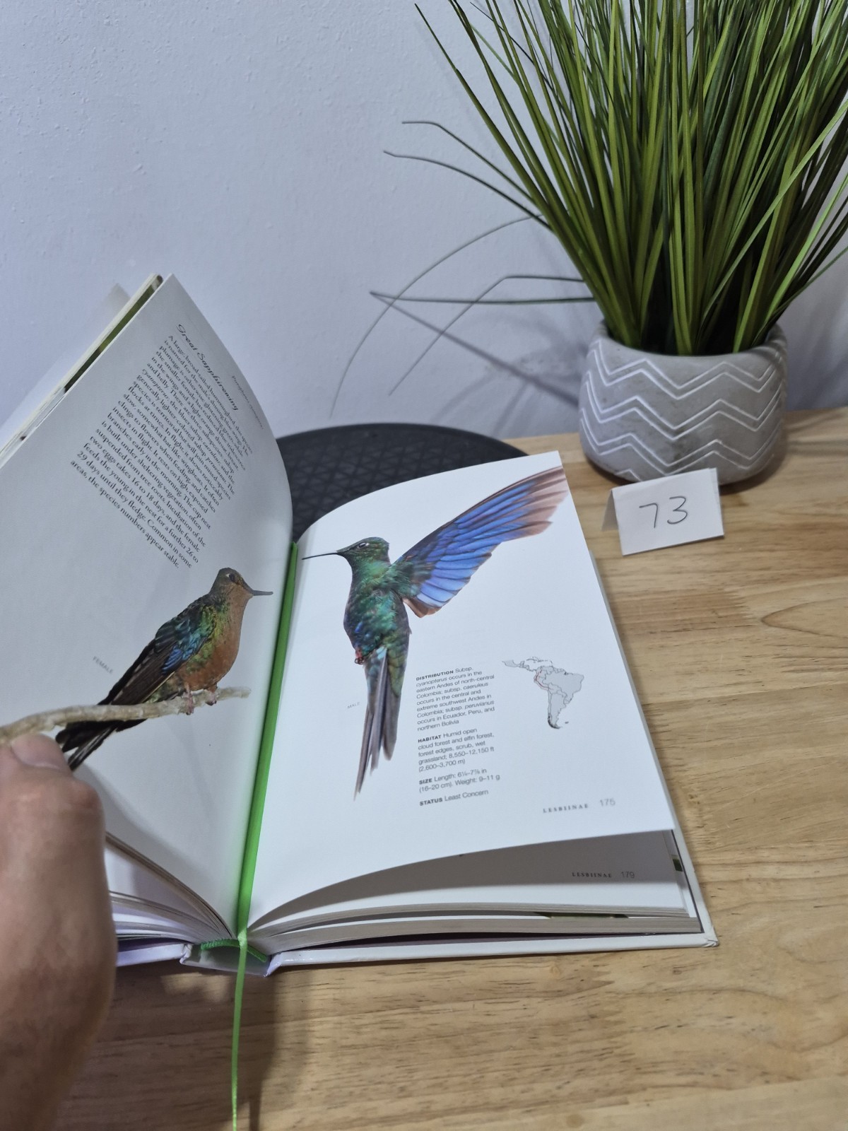 Hummingbirds: A Life-size Guide to Every Species, Fogden, Michael, Taylor, Maria