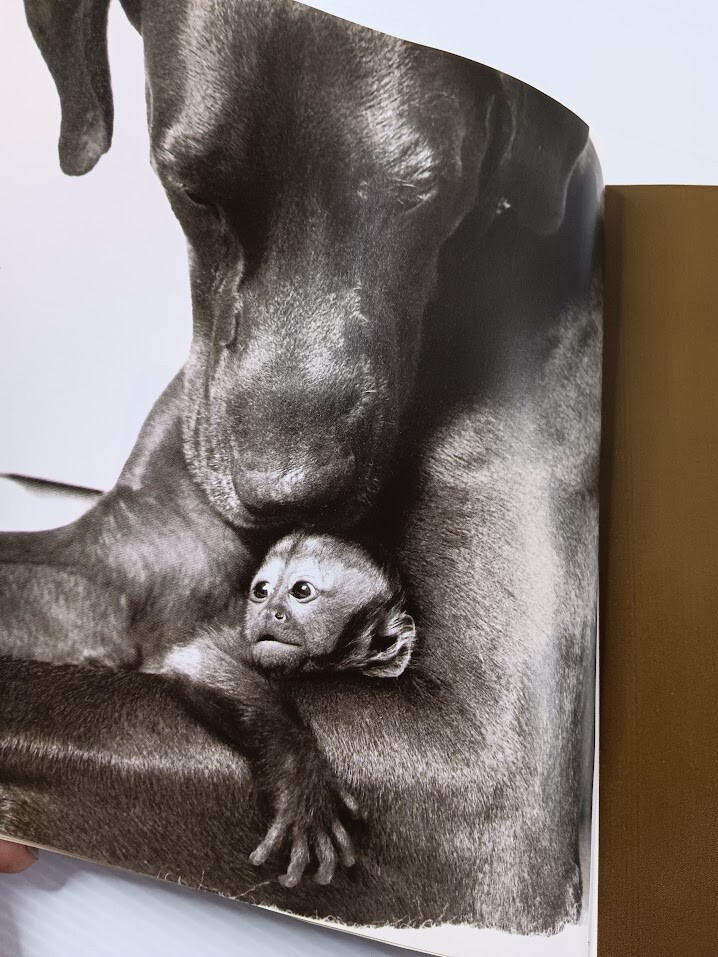 Unlikely Friendships 47 Stories from the Animal Kingdom Jennifer S Holland
